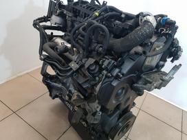 Ford C-MAX Variklio kodas g8db