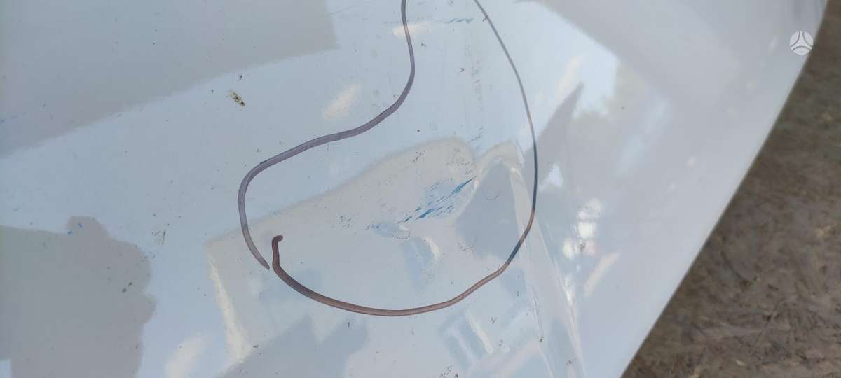 Ford F-MAX, грузовики