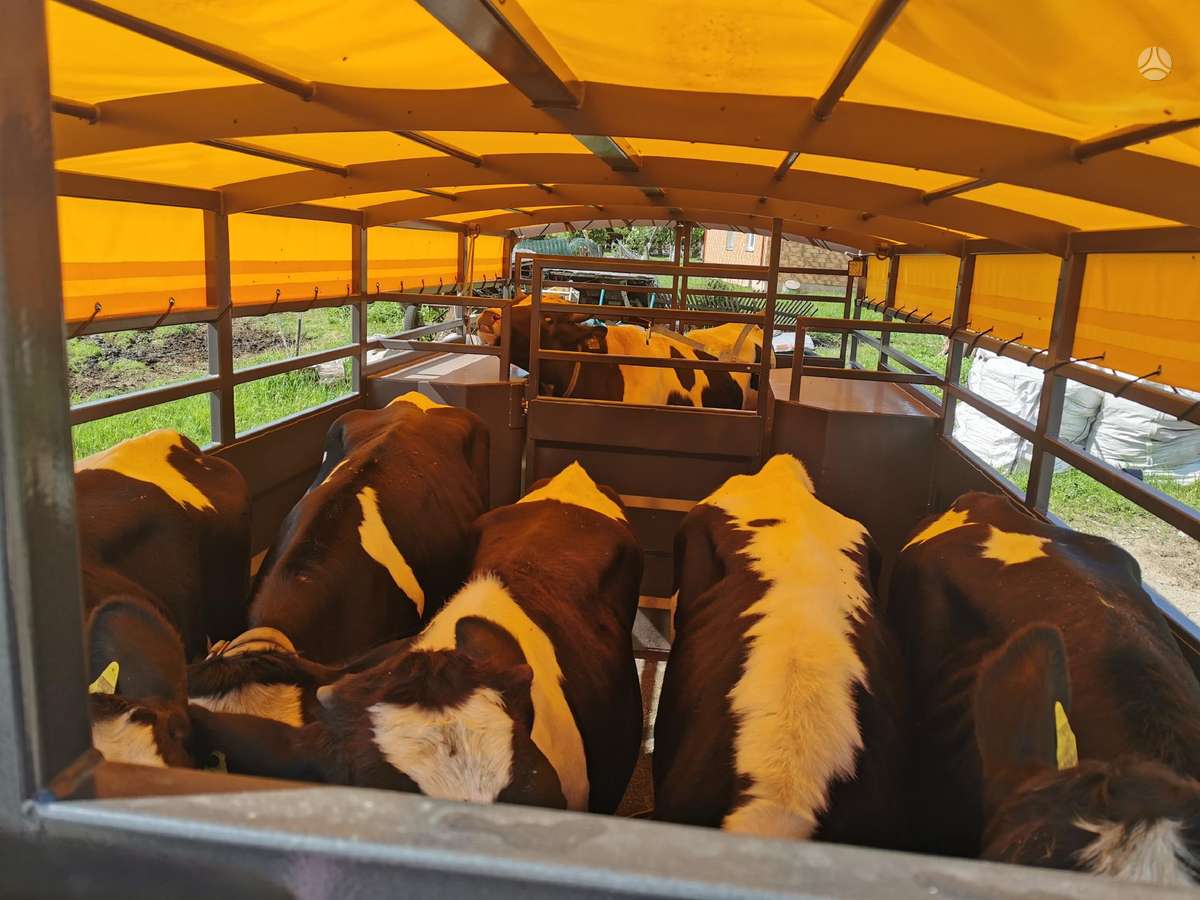 -Kita- MA640, livestock