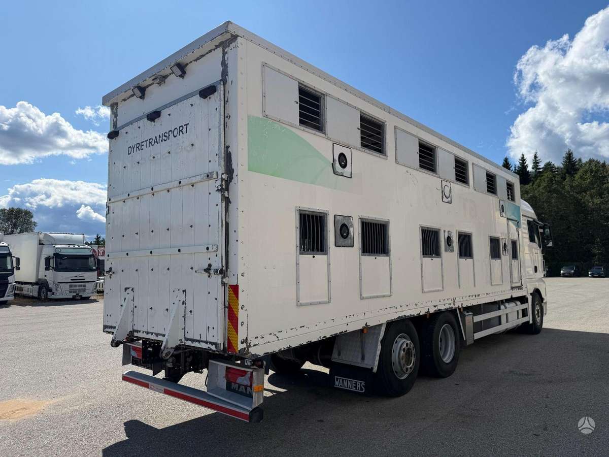 MAN TGX 26.480, gyvulių pervežimo